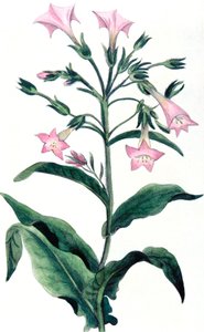 निकोटियाना टैबैकम - तंबाकू संयंत्र, 1823 द्वारा अज्ञात