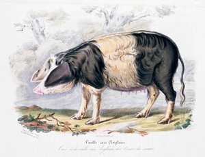 सुअर की पुरानी अंग्रेजी नस्ल, 1842 द्वारा अज्ञात