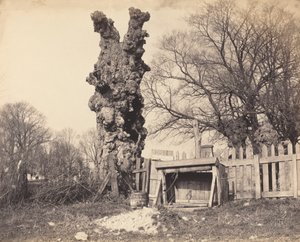 चैथम के पास पुराना पेड़, 1850 का दशक। द्वारा अज्ञात