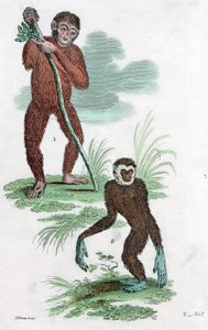 ओरंग यूटांग और गिबन, 1822 द्वारा अज्ञात