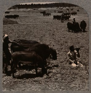 बैलों का फैलाव मकई, c1900 द्वारा अज्ञात