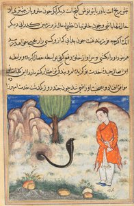 एक तोते की कहानियाँ टुटी-नाम से: तीसवीं रात: राजकुमार ..., सी। 1560। द्वारा अज्ञात