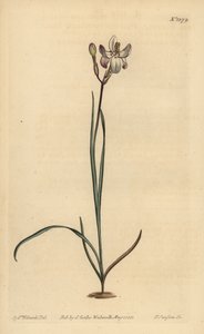 चित्रित फूल ixia, Ixia fucata द्वारा अज्ञात