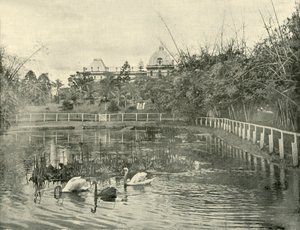 पपीरस तालाब, ब्रिस्बेन बॉटनिकल गार्डन, 1901। द्वारा अज्ञात