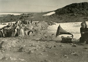गर्मियों के दौरान ग्रामोफोन सुनते हुए पेंगुइन, 1908, 1909 द्वारा अज्ञात