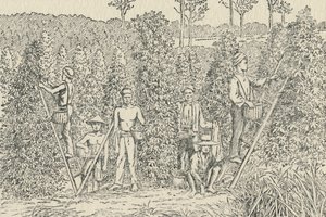 पीपर प्लांटेशन, 1924 द्वारा अज्ञात