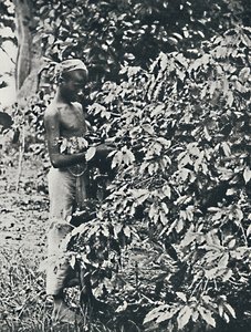 पिकिंग कॉफी, 1916 द्वारा अज्ञात