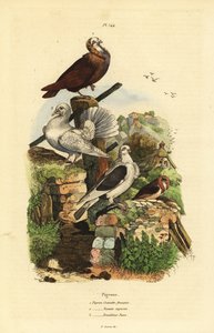 कबूतर कोलंबा लिविया नस्लें: क्रैवेट फ़्रैंकैस, नॉनैन कैपुसीन, कांपलूर पोन द्वारा अज्ञात