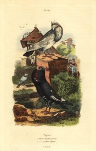 कबूतर कोलंबा लिविया नस्लों: कबूतर घुड़सवार फरौद, कबूतर लिलोइस सुरुचिपूर्ण द्वारा अज्ञात