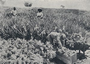 पाइन-ऐपल फील्ड, क्वींसलैंड, 1923। द्वारा अज्ञात