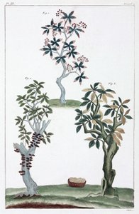औषधीय पौधे, चीन द्वारा अज्ञात