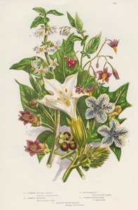 जहरीले पौधे, c1885 द्वारा अज्ञात