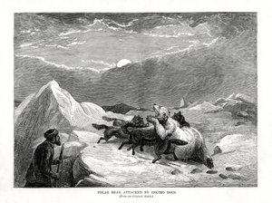 1877 में एस्किमो डॉग्स द्वारा हमला किया गया पोलर बेयर द्वारा अज्ञात