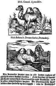 प्रजातियों के पूर्व-द्विपद वर्गीकरण, 1644 द्वारा अज्ञात