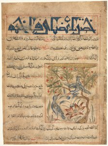 Ringdoves के गुण एक Manafi अल-हैवान जानवरों की उपयोगिता पर, सी। 1300। द्वारा अज्ञात