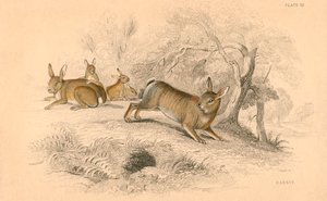रैबिट ओरीक्टोलैगस क्यूनिकुलस, 1828 द्वारा अज्ञात