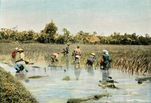 राइस हार्वेस्टिंग राइस, 1900। द्वारा अज्ञात