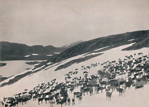 1914, पहाड़ों पर हिरन। द्वारा अज्ञात