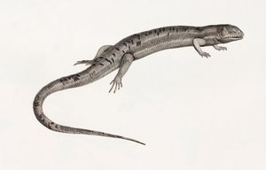सरीसृप: विशाल anoles द्वारा अज्ञात