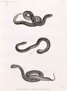 सरीसृप: सांप द्वारा अज्ञात