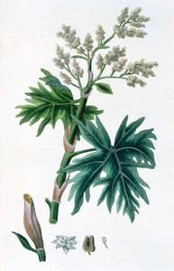 ररबर्ब, 1823 द्वारा अज्ञात