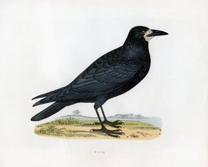 रूक, c19 वीं शताब्दी द्वारा अज्ञात