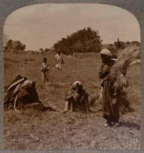 बोआज के खेतों में रूथ चमक रहा है, c1900 द्वारा अज्ञात