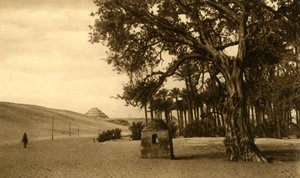 सक्कारा - सीकोमोर से देखा गया चरण पिरामिड, c1918-c1939। द्वारा अज्ञात