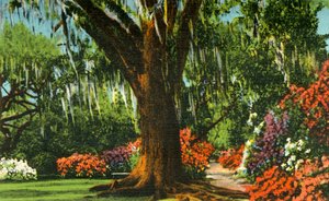 चार्लेस्टन, SC, 1942 के पास मैगनोलिया गार्डन में दृश्य। द्वारा अज्ञात
