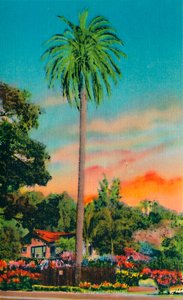 सेरा पाम। कैलिफोर्निया में पहला पाम ट्री, c1941 द्वारा अज्ञात