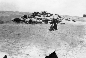 समरा, मेसोपोटामिया, 1918 के बाहर चरने वाली भेड़ें द्वारा अज्ञात