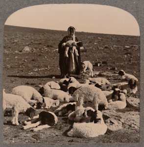 चरवाहा और झुंड, c1900 द्वारा अज्ञात