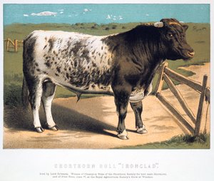शोरथोर्न बुल आयरनक्लाड, 1875 द्वारा अज्ञात
