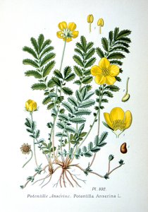 सिल्वरवीड, 1893 द्वारा अज्ञात