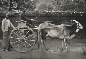 सिंहल ज़ेबरा वैगन, 1926 द्वारा अज्ञात