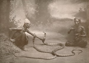 हमाद्रीड्स कोय कोबरा, 1900 के साथ स्नेक चार्जर्स। द्वारा अज्ञात