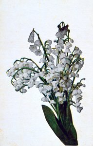 स्नोड्रॉप, फ्रेंच फूल पोस्टकार्ड, c1900 द्वारा अज्ञात