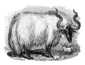 स्पेनिश भेड़, 1848 द्वारा अज्ञात
