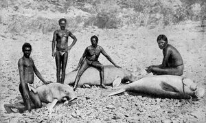 स्पीयर्ड मैनैटे, उत्तर-पश्चिम ऑस्ट्रेलिया, 1922 द्वारा अज्ञात