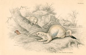 स्टोट मस्टेला erminea, वेसल परिवार के सदस्य, 1828 द्वारा अज्ञात