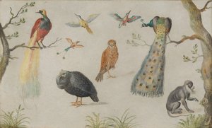 पक्षियों और बंदरों का अध्ययन, 16601670। द्वारा अज्ञात