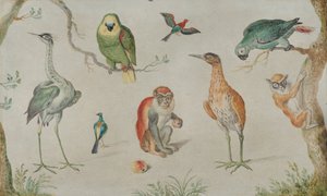 पक्षियों और बंदरों का अध्ययन, 16601670। द्वारा अज्ञात