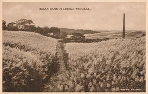 तीर त्रिनिदाद में गन्ना, c1900 द्वारा अज्ञात