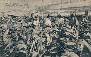शामियाना के नीचे तंबाकू। शेड तम्बाकू उगाया - क्यूबा, c1900 द्वारा अज्ञात