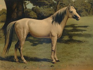 जनरल सर होप ग्रांट के अरब पोनी चार्जर, c1879। द्वारा अज्ञात