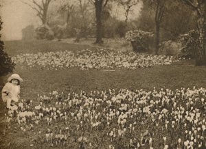 स्प्रिंग का क्रोकस कालीन, c1935। द्वारा अज्ञात