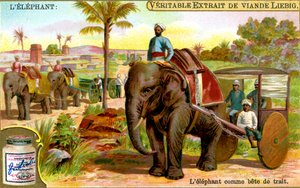 हाथी जानवर के रूप में, c1900 द्वारा अज्ञात