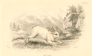 हरे लेपस यूरोपोपस, 1828 द्वारा अज्ञात