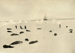 4 मार्च, 1909 को प्रैम प्वाइंट पर निमरोड द्वारा अज्ञात