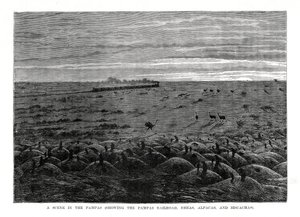पम्पास रेलमार्ग, दक्षिण अमेरिकी तराई, 1877 द्वारा अज्ञात